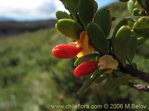 Imágen de Maytenus disticha (Racoma / Maitencito). Haga un clic para aumentar parte de imágen.