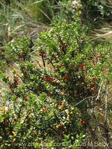 Фотография Maytenus disticha (Racoma / Maitencito). Щелкните, чтобы увеличить вырез.