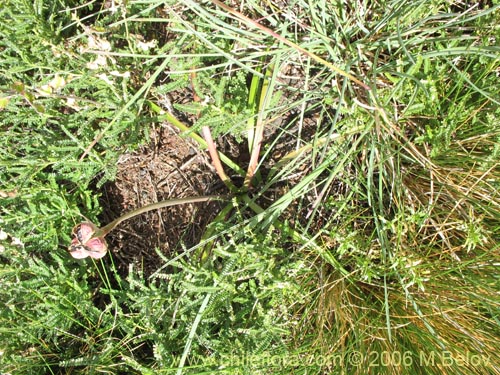 Фотография Rhodophiala andicola (Añañuca de los volcanes). Щелкните, чтобы увеличить вырез.