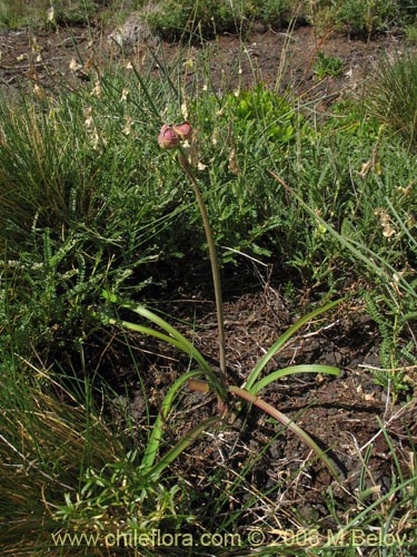 Bild von Rhodophiala andicola (Añañuca de los volcanes). Klicken Sie, um den Ausschnitt zu vergrössern.