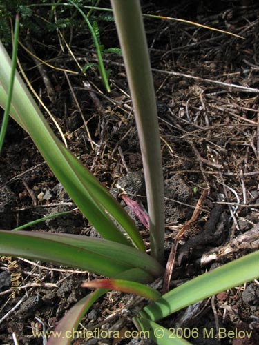 Фотография Rhodophiala andicola (Añañuca de los volcanes). Щелкните, чтобы увеличить вырез.