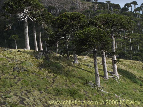 Bild von Araucaria araucana (Araucaria / Pehuén / Piñonero). Klicken Sie, um den Ausschnitt zu vergrössern.