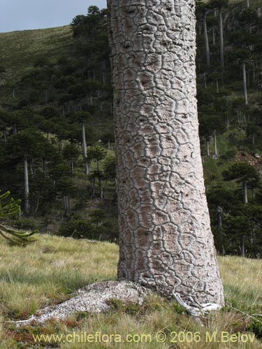 Imágen de Araucaria araucana (Araucaria / Pehuén / Piñonero). Haga un clic para aumentar parte de imágen.