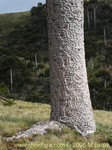 Araucaria araucanaの写真