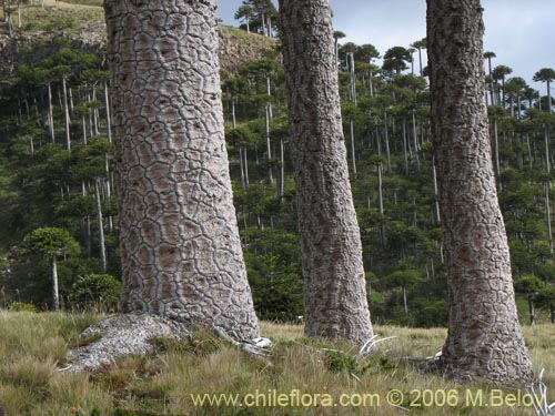 Bild von Araucaria araucana (Araucaria / Pehuén / Piñonero). Klicken Sie, um den Ausschnitt zu vergrössern.