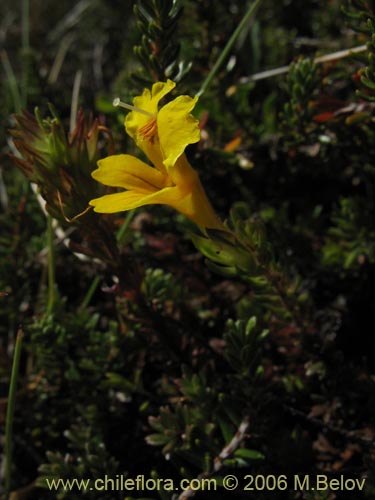 Bild von Euphrasia crysantha (Eufrasia amarilla). Klicken Sie, um den Ausschnitt zu vergrössern.