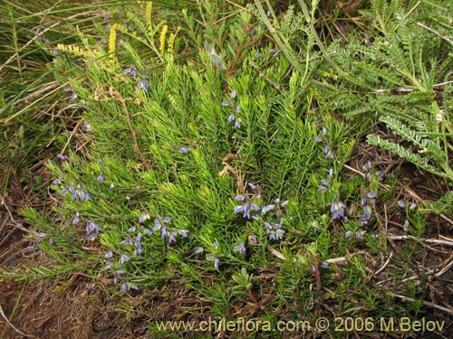 Bild von Polygala gnidiodes? (Quelen-quelen). Klicken Sie, um den Ausschnitt zu vergrössern.