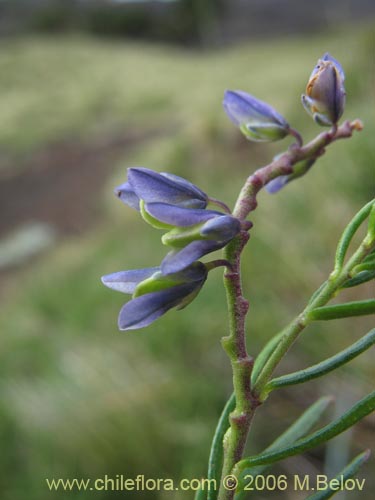 Polygala gnidiodes?の写真