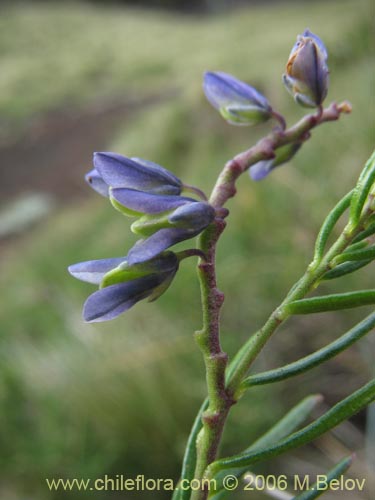 Bild von Polygala gnidiodes? (Quelen-quelen). Klicken Sie, um den Ausschnitt zu vergrössern.