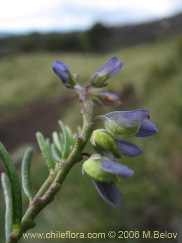 Bild von Polygala gnidiodes? (Quelen-quelen). Klicken Sie, um den Ausschnitt zu vergrössern.