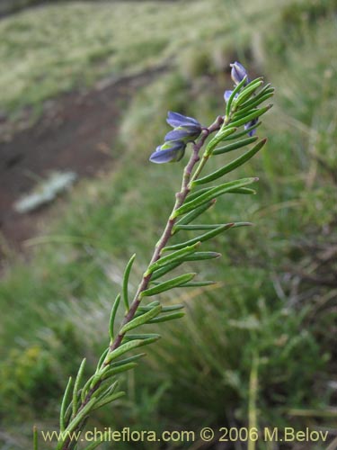 Polygala gnidiodes?の写真