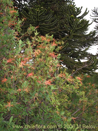 Image of Embothrium coccineum fma. andina (Notro andino / Ciruelillo). Click to enlarge parts of image.