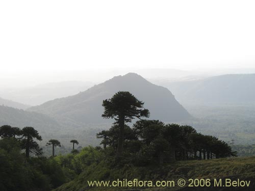 Bild von Araucaria araucana (Araucaria / Pehuén / Piñonero). Klicken Sie, um den Ausschnitt zu vergrössern.