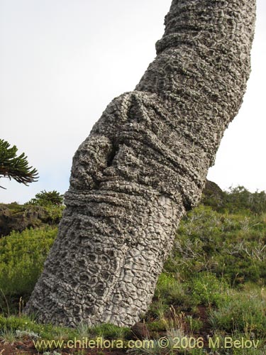 Bild von Araucaria araucana (Araucaria / Pehuén / Piñonero). Klicken Sie, um den Ausschnitt zu vergrössern.