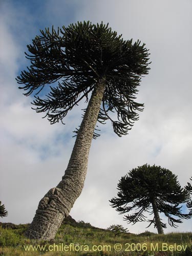 Imgen de Araucaria araucana (Araucaria / Pehun / Pionero). Haga un clic para aumentar parte de imgen.