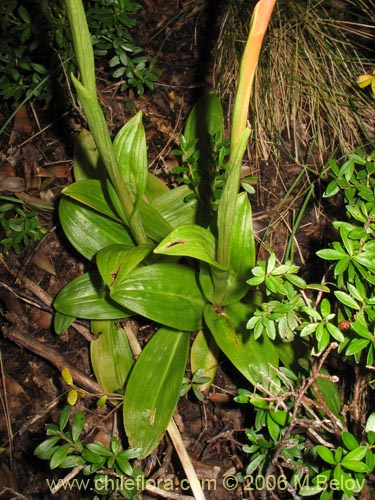 Imágen de Orchidaceae sp. #0998 (). Haga un clic para aumentar parte de imágen.