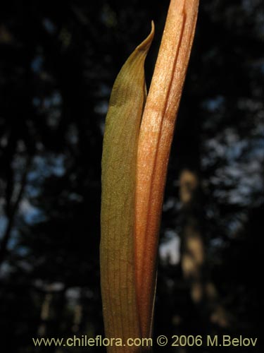 Orchidaceae sp. #0998の写真