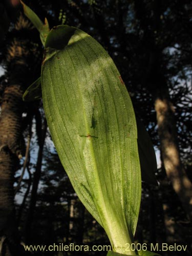 Orchidaceae sp. #0998の写真