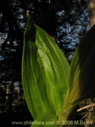 Orchidaceae sp. #0998の写真