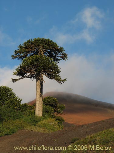 Фотография Araucaria araucana (Araucaria / Pehuén / Piñonero). Щелкните, чтобы увеличить вырез.