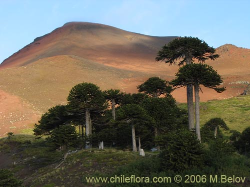 Фотография Araucaria araucana (Araucaria / Pehuén / Piñonero). Щелкните, чтобы увеличить вырез.