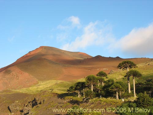 Image of Araucaria araucana (Araucaria / Pehuén / Piñonero). Click to enlarge parts of image.