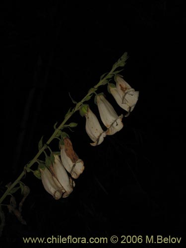 Bild von Digitalis purpurea (Dedalera / Campanilla). Klicken Sie, um den Ausschnitt zu vergrössern.