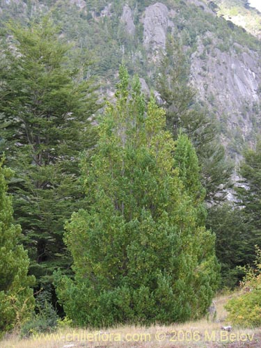 Imágen de Prumnopitys andina (Lleuque / Uva de cordillera). Haga un clic para aumentar parte de imágen.