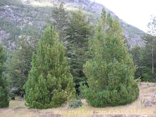 Фотография Prumnopitys andina (Lleuque / Uva de cordillera). Щелкните, чтобы увеличить вырез.