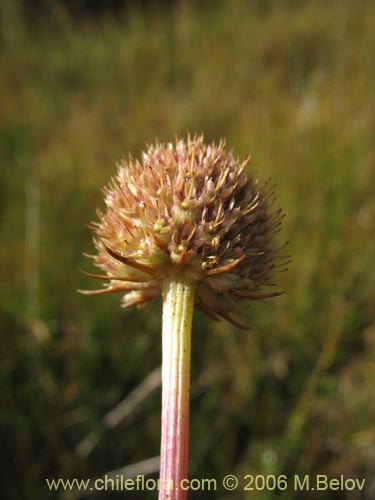 Image of Unidentified Plant sp. #2362 (). Click to enlarge parts of image.