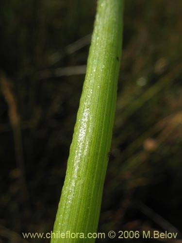 没断定的植物 sp. #2362的照片