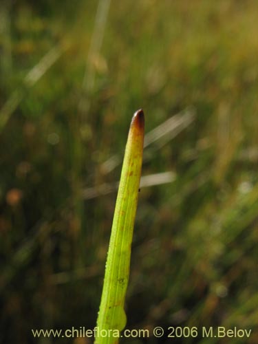 Image of Unidentified Plant sp. #2362 (). Click to enlarge parts of image.