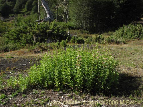 Image of Saponaria officinalis (Jabonera / Saponaria). Click to enlarge parts of image.