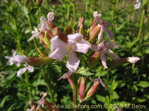 Image of Saponaria officinalis (Jabonera / Saponaria). Click to enlarge parts of image.