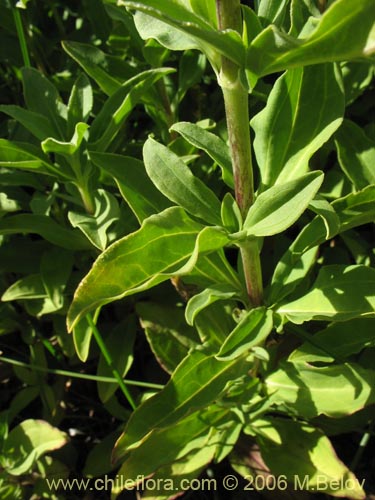 Image of Saponaria officinalis (Jabonera / Saponaria). Click to enlarge parts of image.