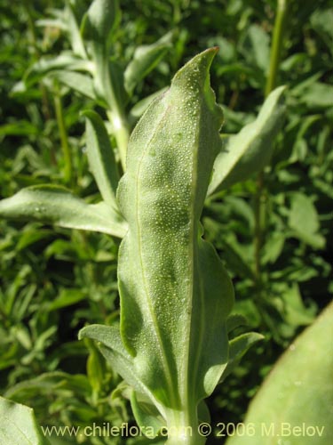 Imágen de Saponaria officinalis (Jabonera / Saponaria). Haga un clic para aumentar parte de imágen.