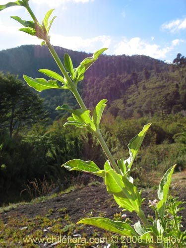 Bild von Saponaria officinalis (Jabonera / Saponaria). Klicken Sie, um den Ausschnitt zu vergrössern.