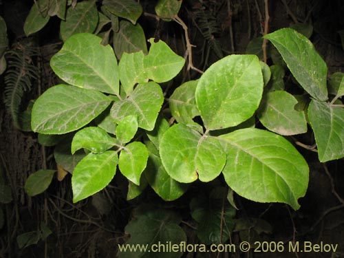 Image of Pseudopanax valdiviensis (Traumen / Curaco / Voqui naranjillo). Click to enlarge parts of image.