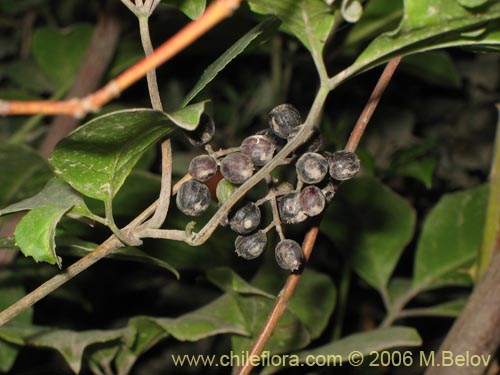 Bild von Pseudopanax valdiviensis (Traumen / Curaco / Voqui naranjillo). Klicken Sie, um den Ausschnitt zu vergrössern.