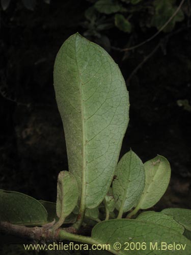 Bild von Hydrangea serratifolia (Canelilla / Voqui naranjo / Voqui paulun). Klicken Sie, um den Ausschnitt zu vergrössern.