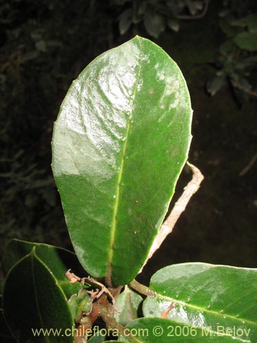 Image of Hydrangea serratifolia (Canelilla / Voqui naranjo / Voqui paulun). Click to enlarge parts of image.