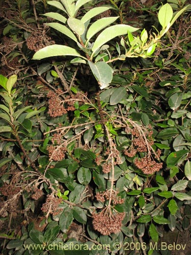Imágen de Hydrangea serratifolia (Canelilla / Voqui naranjo / Voqui paulun). Haga un clic para aumentar parte de imágen.