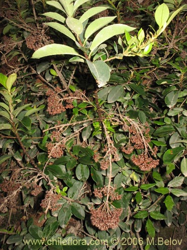 Image of Hydrangea serratifolia (Canelilla / Voqui naranjo / Voqui paulun). Click to enlarge parts of image.