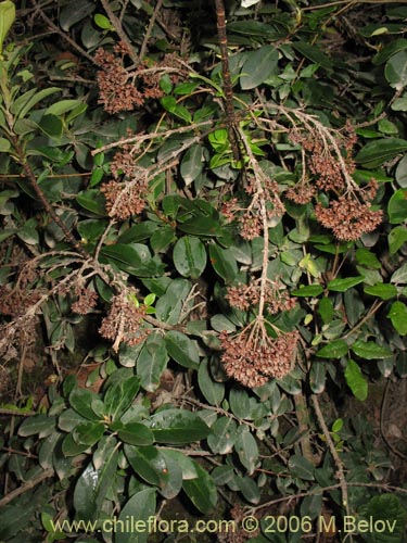 Imágen de Hydrangea serratifolia (Canelilla / Voqui naranjo / Voqui paulun). Haga un clic para aumentar parte de imágen.