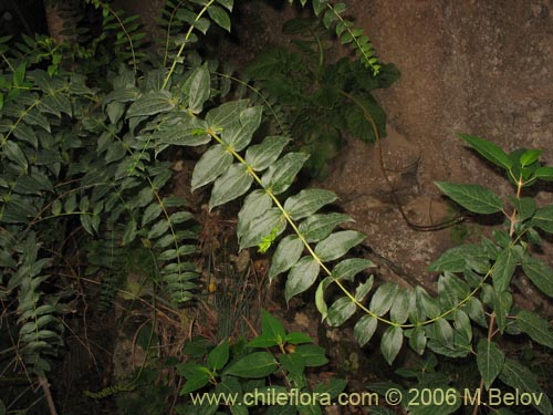 Bild von Coriaria ruscifolia (Deu / Huique / Matarratones). Klicken Sie, um den Ausschnitt zu vergrössern.