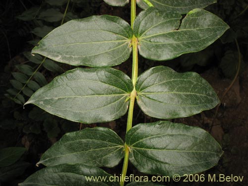 Bild von Coriaria ruscifolia (Deu / Huique / Matarratones). Klicken Sie, um den Ausschnitt zu vergrössern.