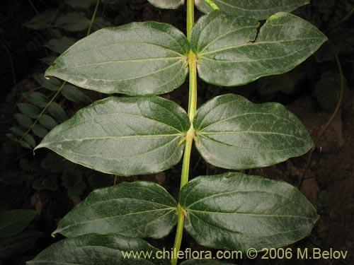 Imágen de Coriaria ruscifolia (Deu / Huique / Matarratones). Haga un clic para aumentar parte de imágen.