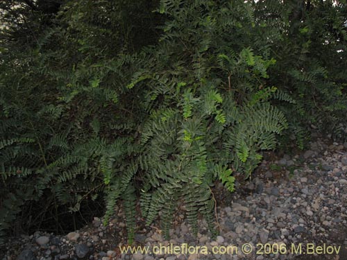 Bild von Coriaria ruscifolia (Deu / Huique / Matarratones). Klicken Sie, um den Ausschnitt zu vergrössern.