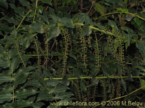 Imágen de Coriaria ruscifolia (Deu / Huique / Matarratones). Haga un clic para aumentar parte de imágen.