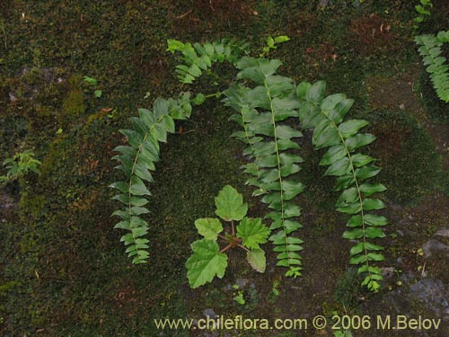 Bild von Coriaria ruscifolia (Deu / Huique / Matarratones). Klicken Sie, um den Ausschnitt zu vergrössern.